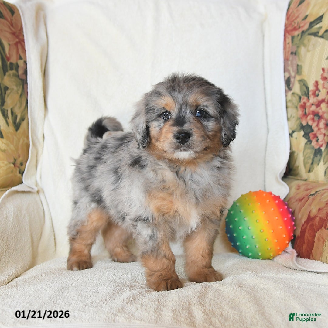 Mini Bernedoodle dogs for sale: Roman - Ad 1