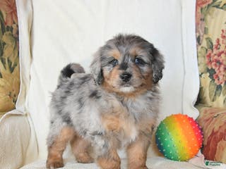 Mini Bernedoodle dogs Roman - Ad 40