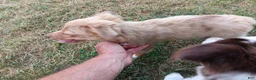 Toy Australian Shepherd dogs for sale: Belle - Ad 3