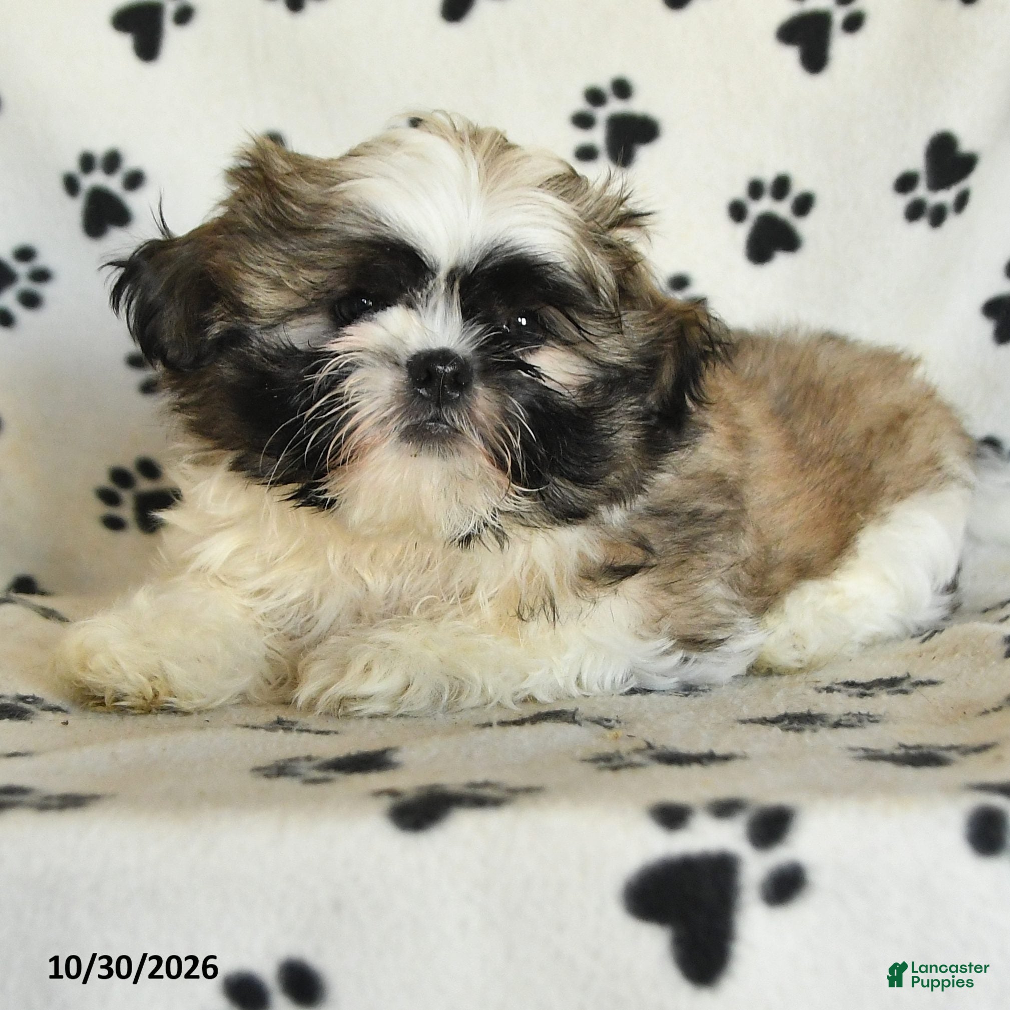 Shih Tzu dogs for sale: Quincy - Ad 2
