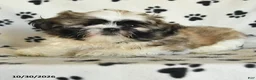 Shih Tzu dogs for sale: Quincy - Ad 2
