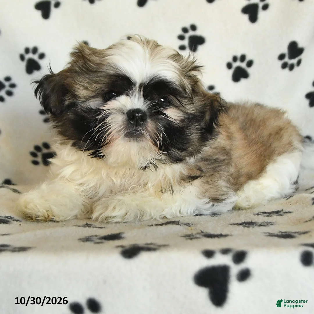 Shih Tzu dogs for sale: Quincy - Ad 2