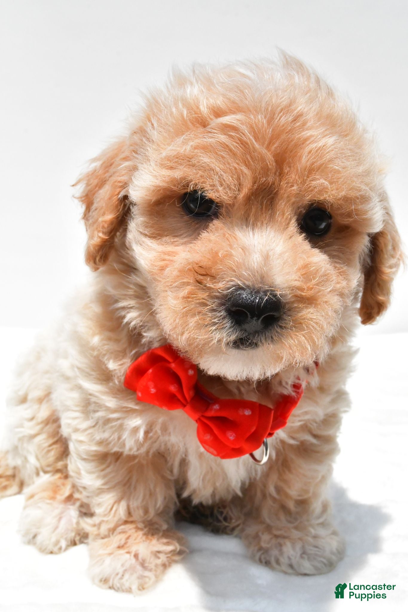 Maltipoo dogs Leo - Ad 2