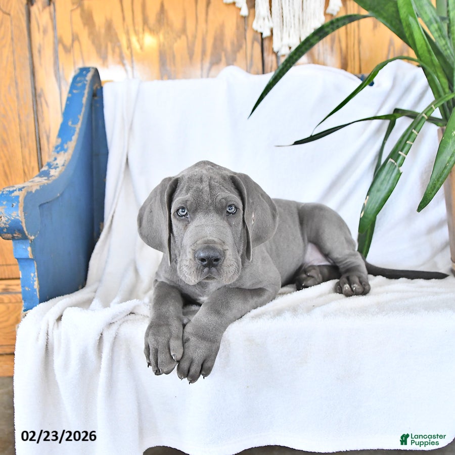 Great Dane dogs Apollo - Ad 2