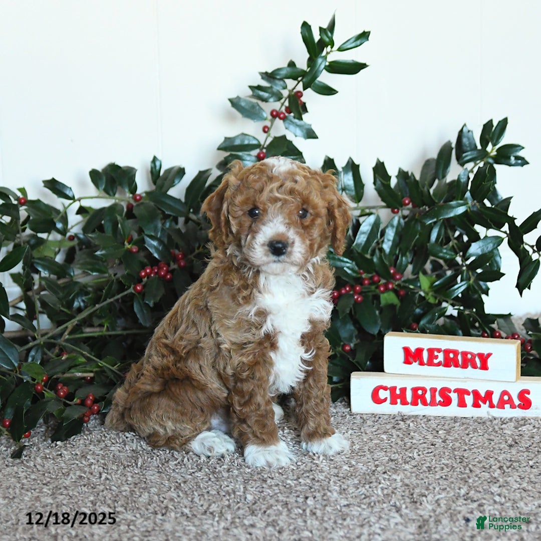 Mini Goldendoodle dogs for sale: Kip   - Ad 1