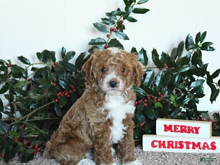 Mini Goldendoodle dogs Kip - Ad 5