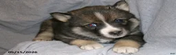 Pomsky dogs for sale: Jaxson - Ad 1