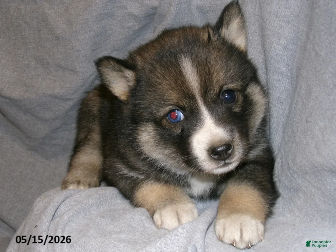 Pomsky dogs for sale: Jaxson - Ad 1