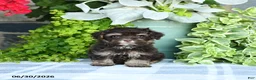 Havapoo dogs for sale: Matthew - Ad 4