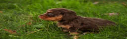 Miniature Dachshund dogs for sale: Barnaby Miniature Dachshund  - Ad 7