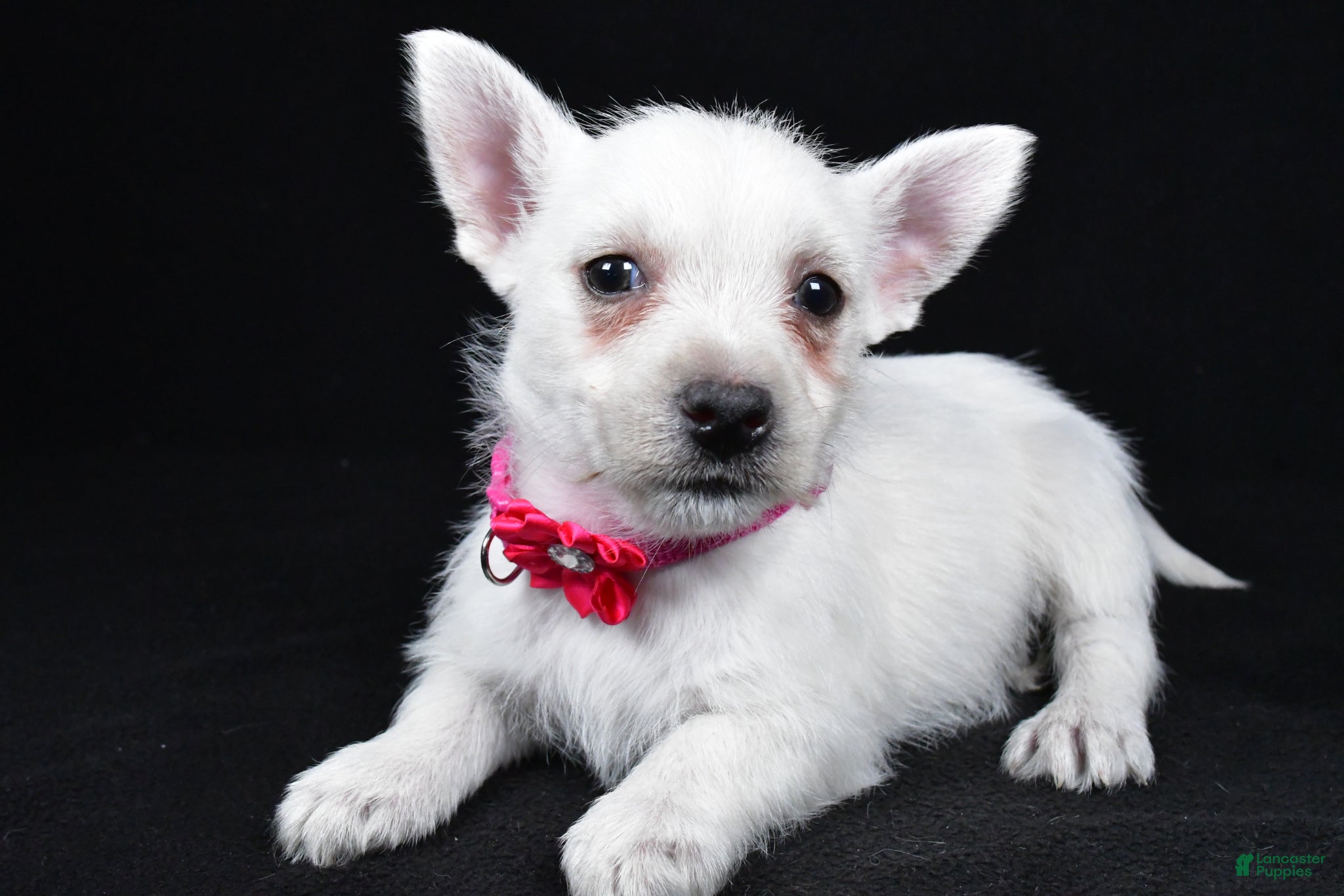 West Highland Terrier dogs Lacey - Ad 2