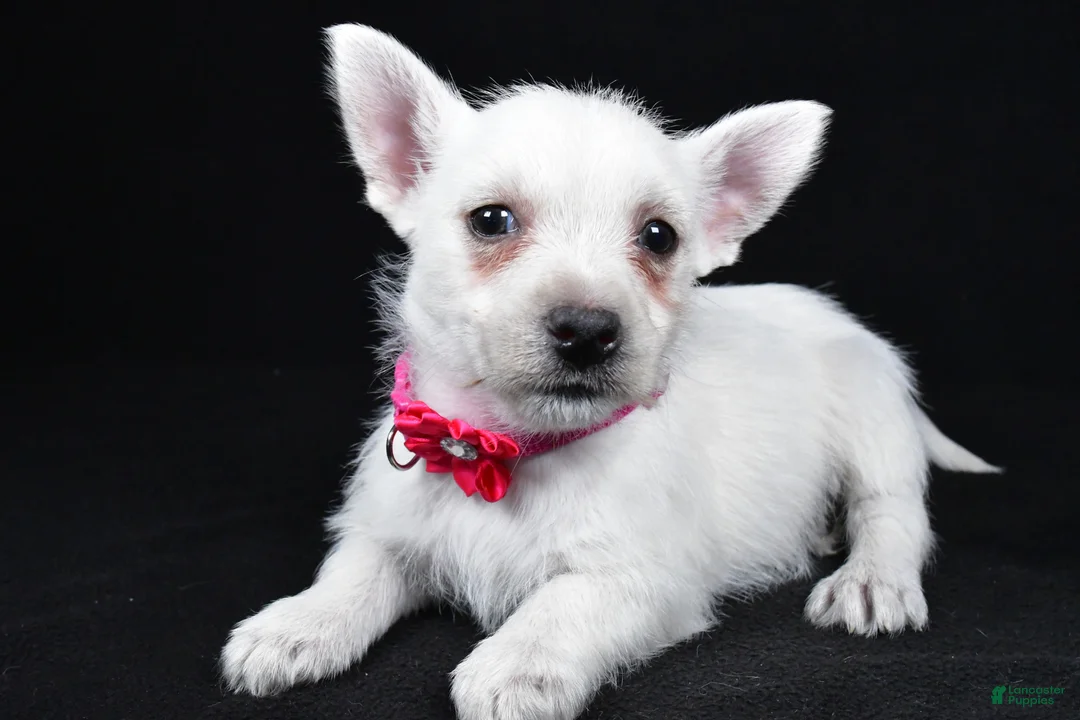 West Highland Terrier dogs for sale: Lacey - Ad 2