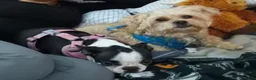 Mixed Breed dogs for sale: Chewy - Ad 4