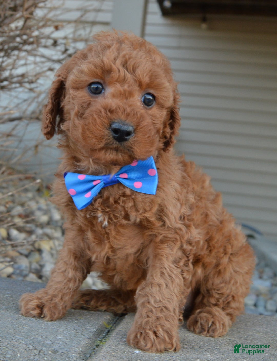 Cockapoo dogs for sale: Callie - Ad 3