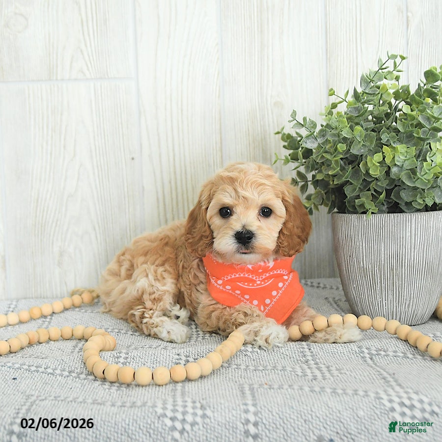 Cockapoo dogs Brody EXTRA SMALL - Ad 38