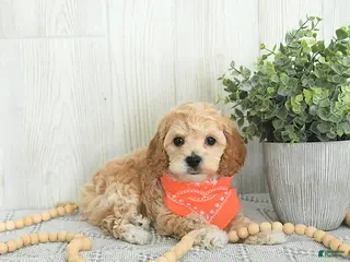 Cockapoo dogs Brody EXTRA SMALL - Ad 38