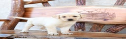 Labrador Retriever dogs for sale: Zinnia - Ad 4