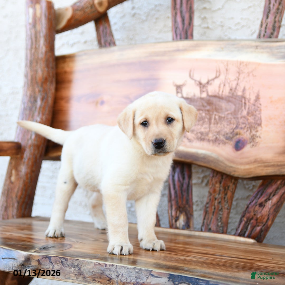 Labrador Retriever dogs for sale: Zinnia - Ad 4