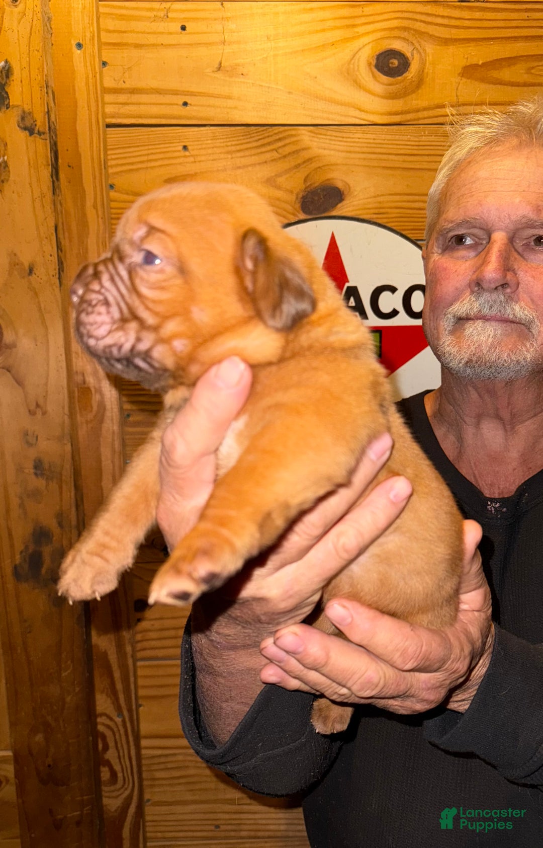 Dogue De Bordeaux dogs for sale: Dogue De Bordeaux Puppy 1 - Ad 9