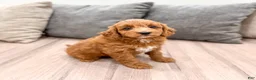 Mini Goldendoodle dogs for sale: Amber - Ad 2