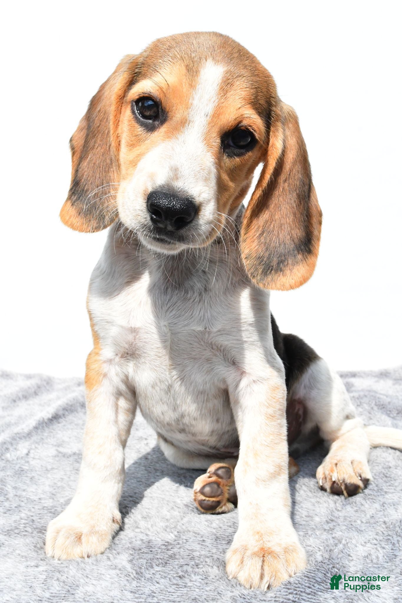 Beagle dogs Merle - Ad 1
