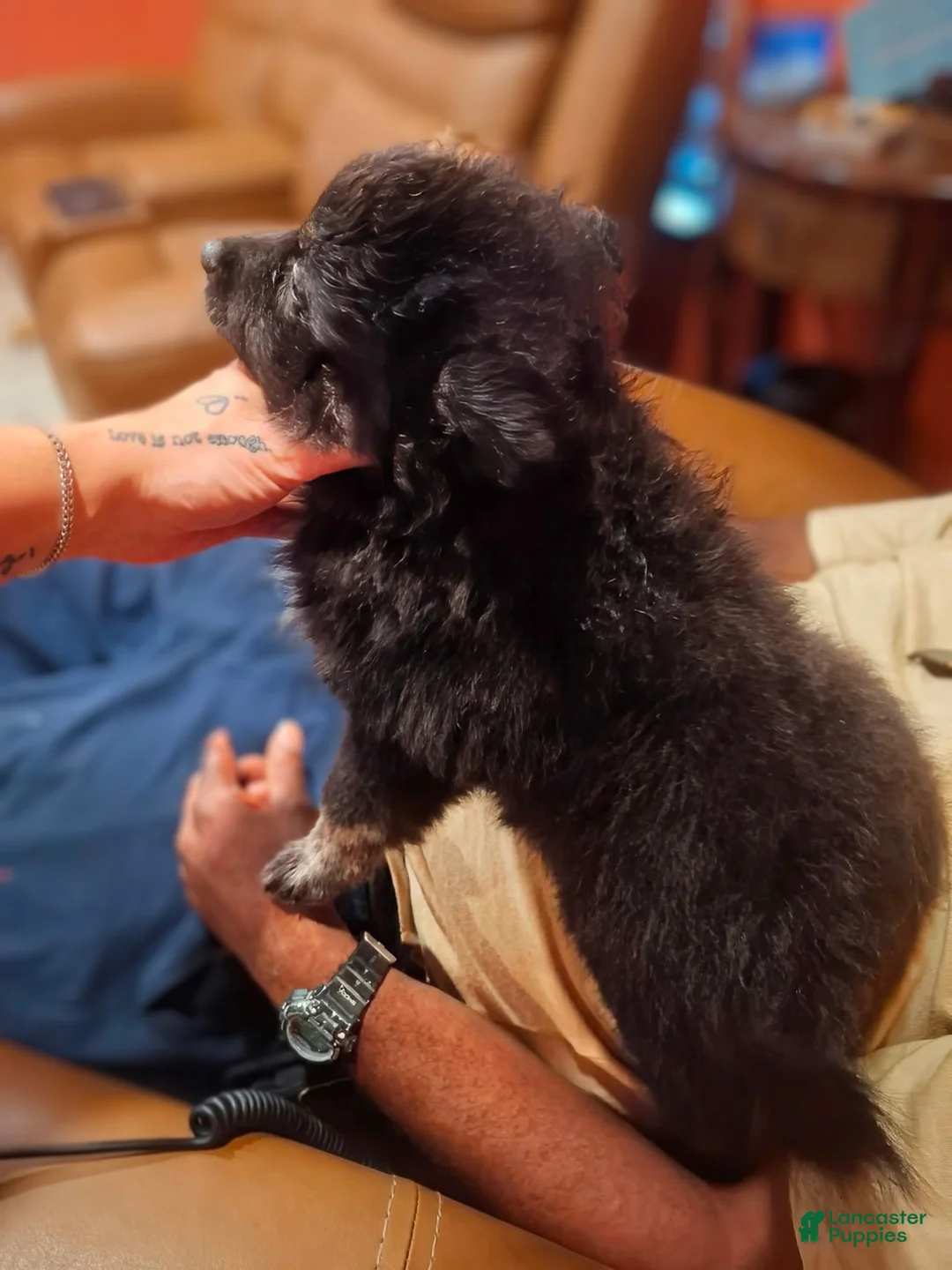 Pomsky dogs for sale: Harmony - Ad 2