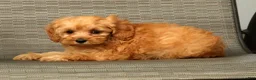 Cockapoo dogs for sale: Diesel - Ad 8