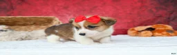 Welsh Corgi Pembroke dogs for sale:   Arlo💙 - Ad 17