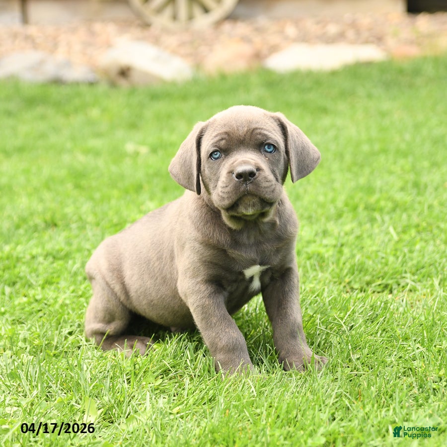 Cane Corso dogs Smokey - Ad 2