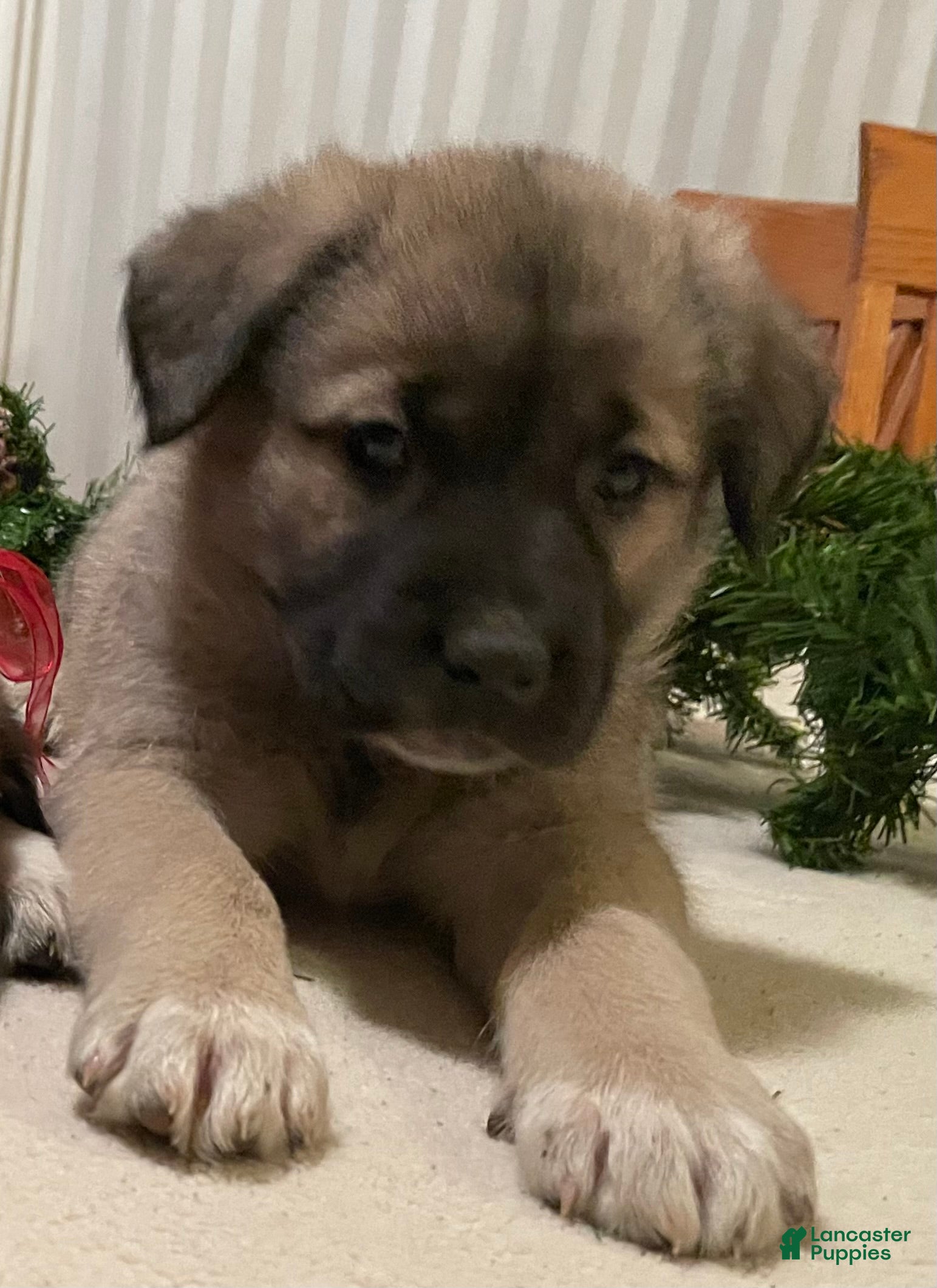 Mixed Breed dogs Dasher: one of Santa’s Rein-puppies - Ad 10