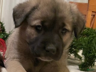 Mixed Breed dogs Dasher: one of Santa’s Rein-puppies - Ad 10