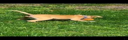 Mixed Breed dogs for sale: Mixed Breed 1 - Ad 1