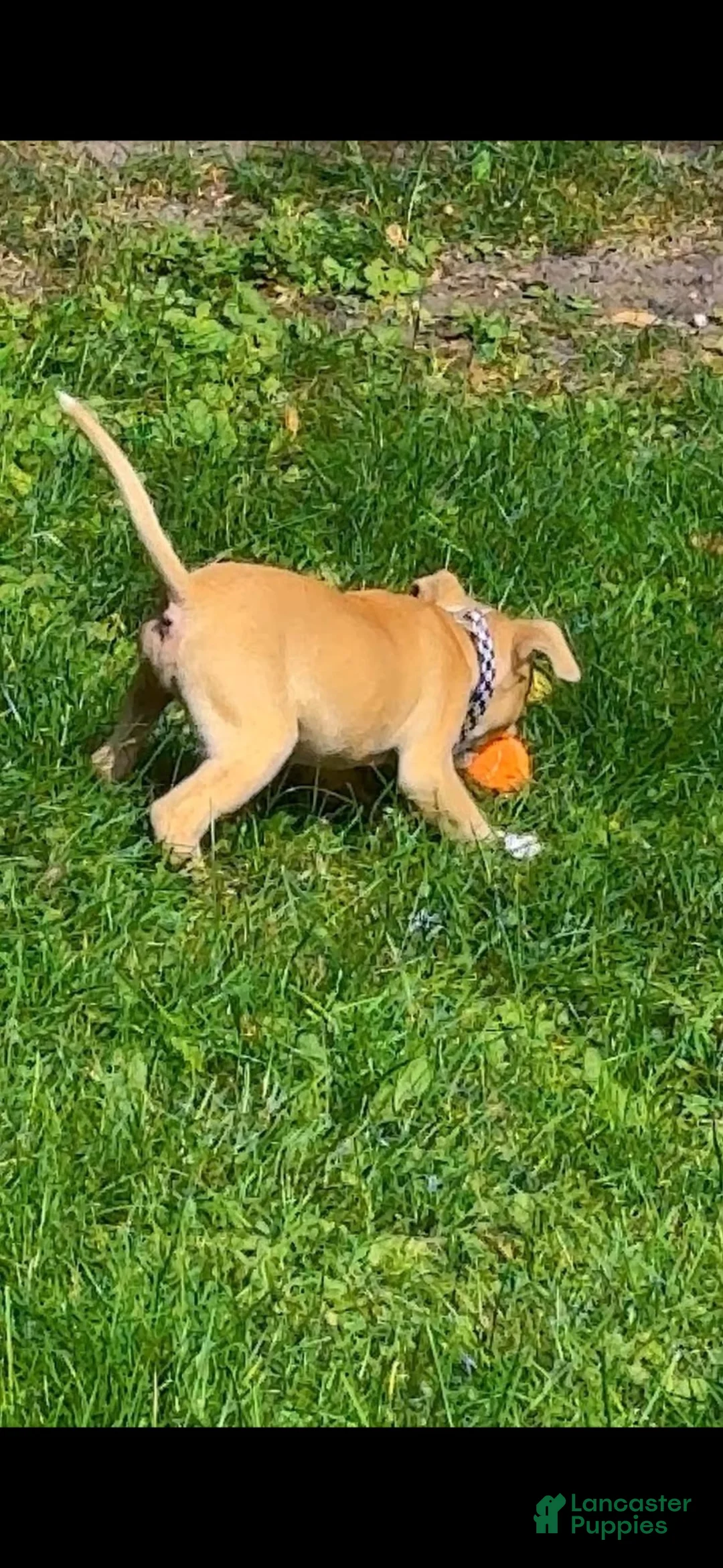 Mixed Breed dogs for sale: Mixed Breed 1 - Ad 1