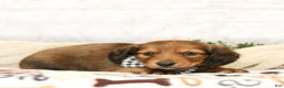 Miniature Dachshund dogs for sale: Jackson - Ad 3