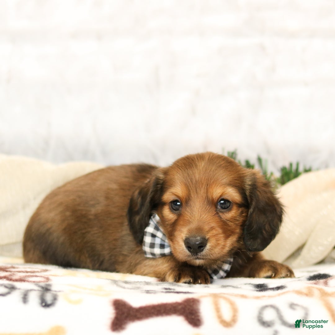 Miniature Dachshund dogs for sale: Jackson - Ad 3