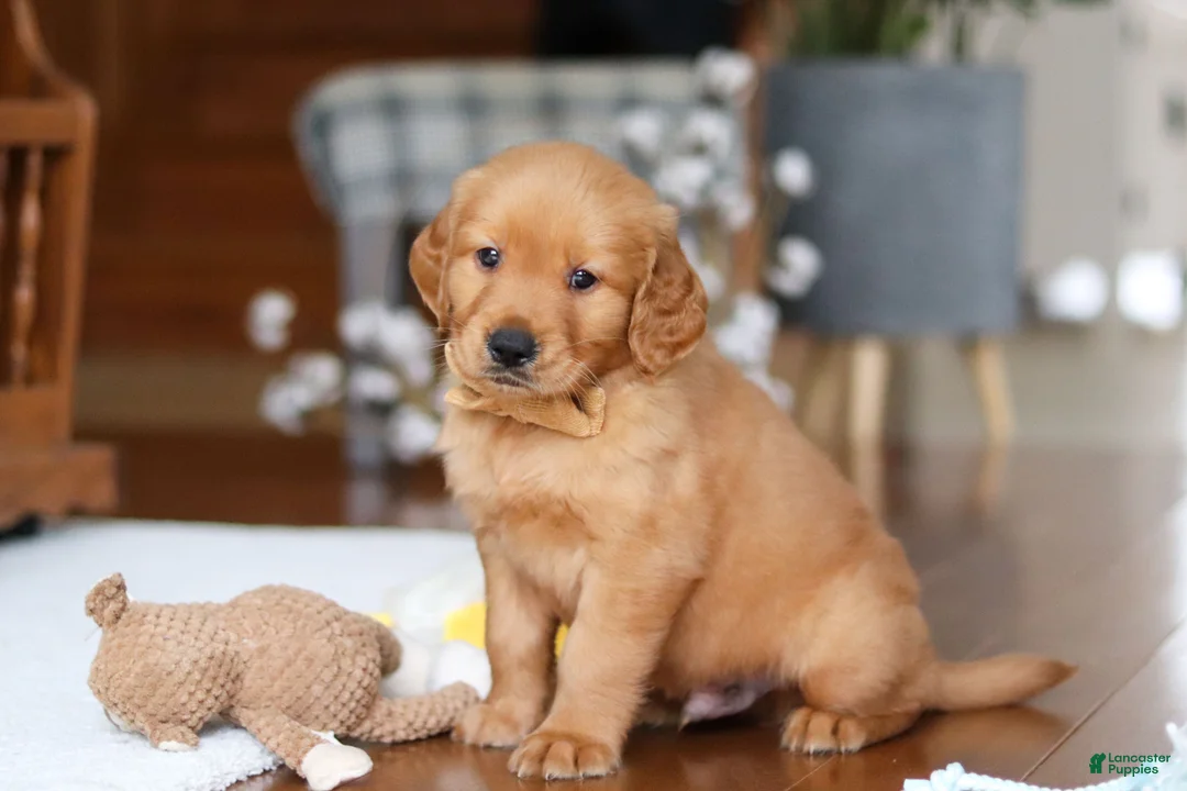 Golden Retriever dogs for sale: Alex - Ad 1