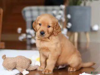 Golden Retriever dogs for sale: Alex - Ad 2