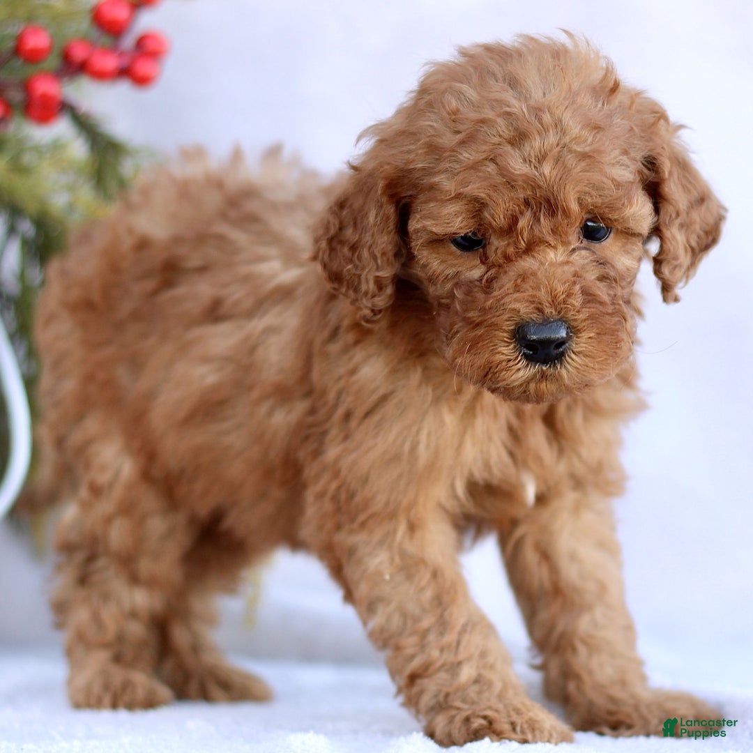 Mini Goldendoodle dogs for sale: Lazer  - Ad 2