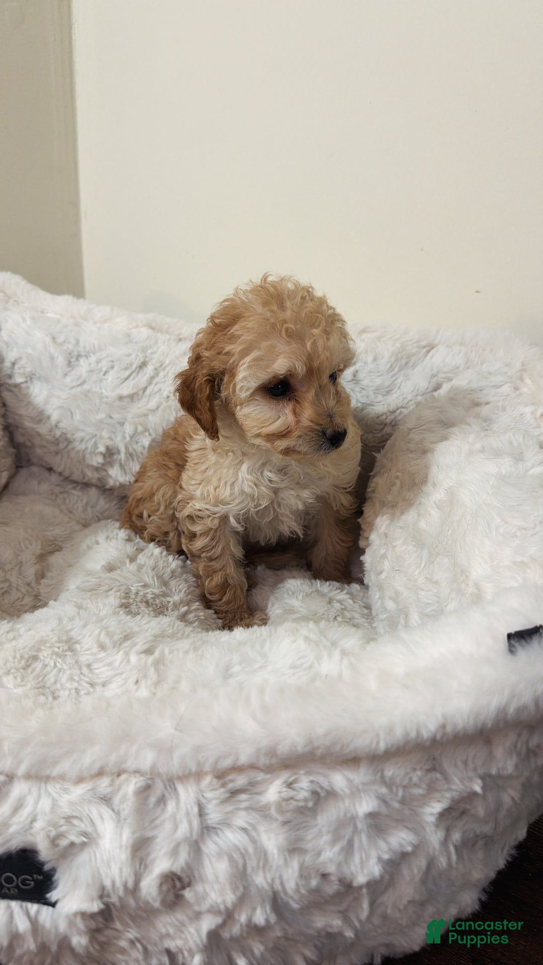 Maltipoo dogs for sale: Minnie  - Ad 2