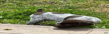 German Shorthaired Pointer Puppy 4
