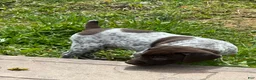 German Shorthaired Pointer dogs for sale: German Shorthaired Pointer Puppy 4 - Ad 1