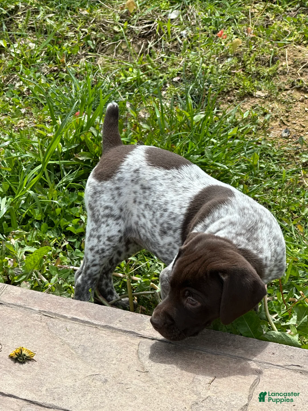 German Shorthaired Pointer dogs for sale: German Shorthaired Pointer Puppy 4 - Ad 1