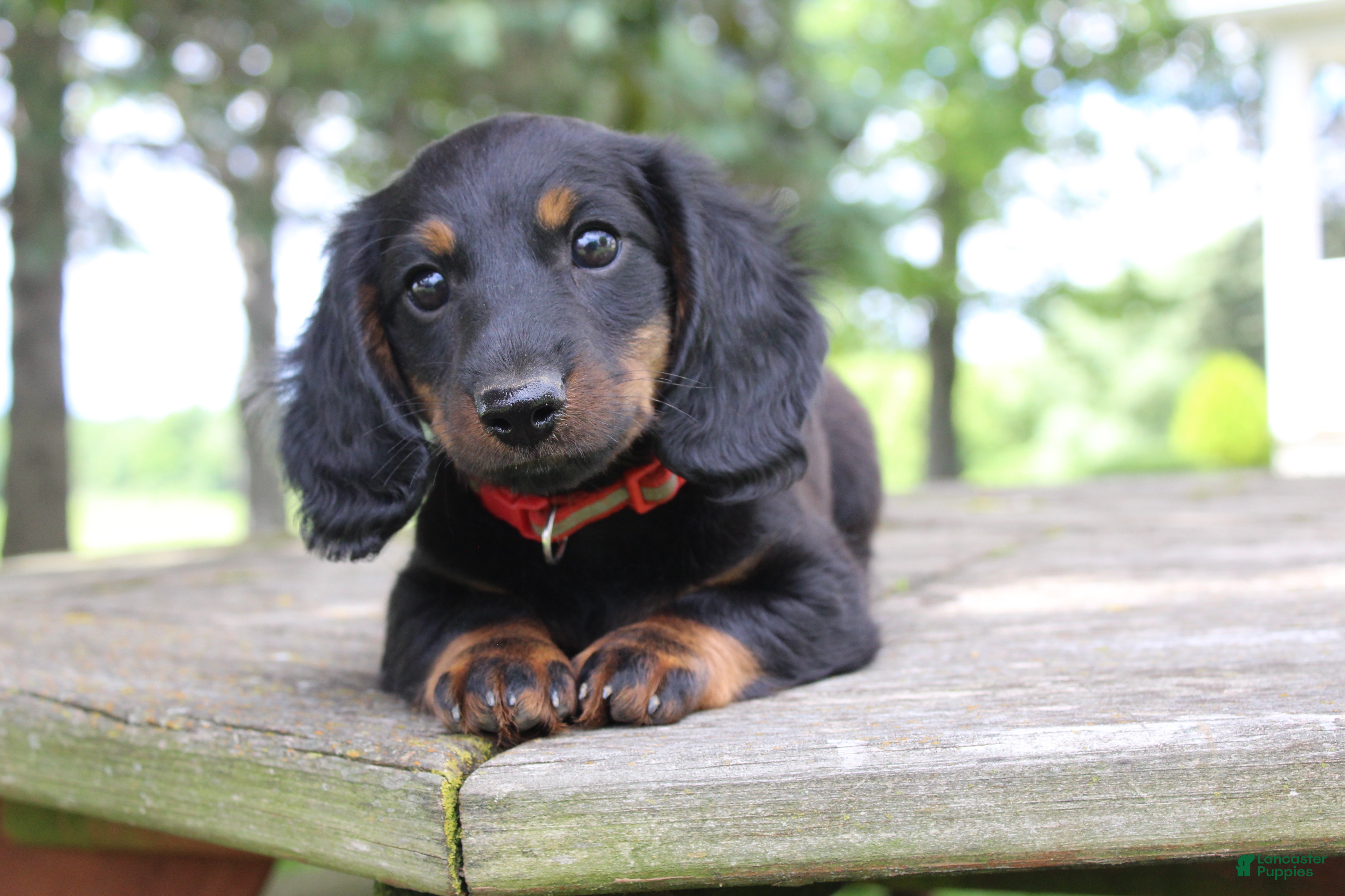 Miniature Dachshund dogs Alaska - Ad 1