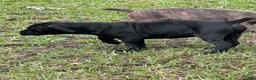 Cane Corso dogs for sale: Cane Corso 4 - Ad 8