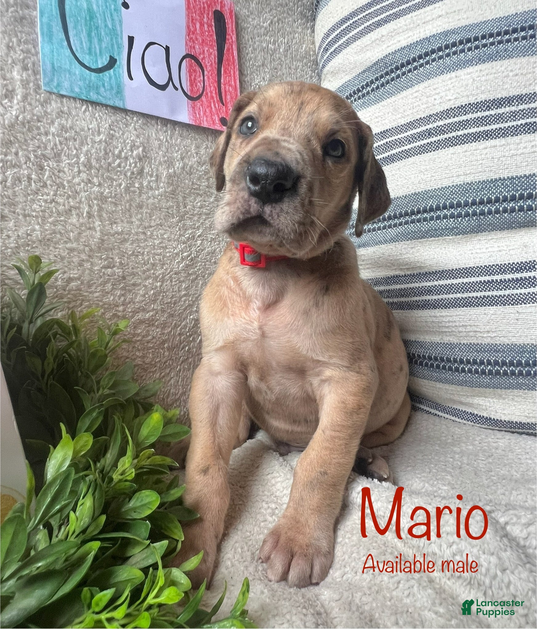 Great Dane dogs Mario - Ad 32