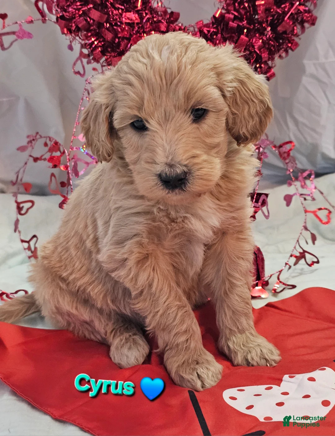 Goldendoodle dogs for sale: Cyrus - Ad 1