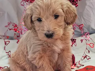 Goldendoodle dogs Cyrus - Ad 23