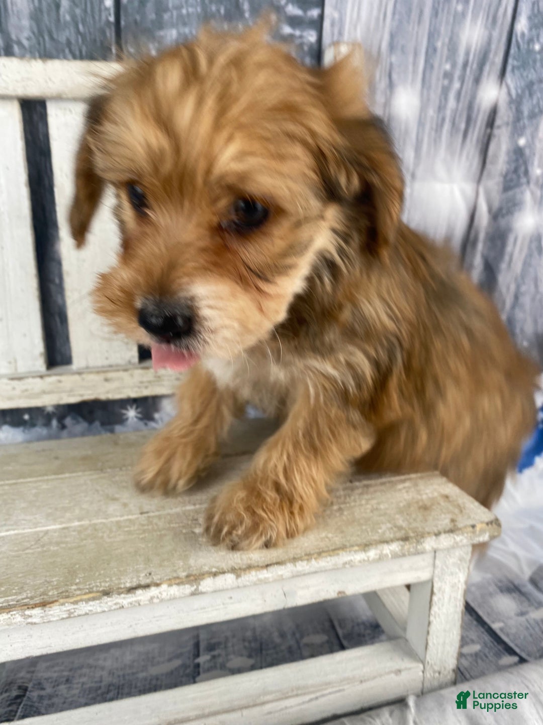 Yorkiepoo dogs for sale: Dan-O - Ad 4