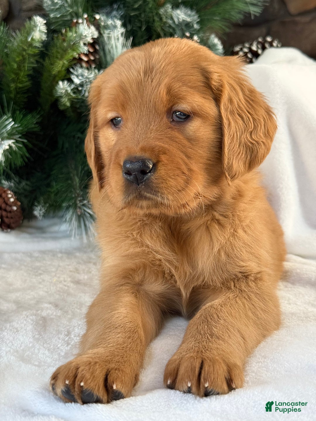 Golden Retriever dogs for sale: Lucy  - Ad 4