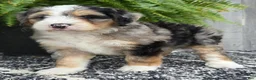 Mini Bernedoodle dogs for sale: Mini Zues - Ad 8